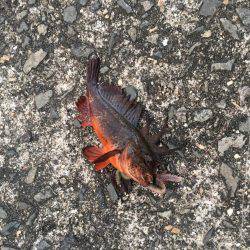 ちょい投げ釣り