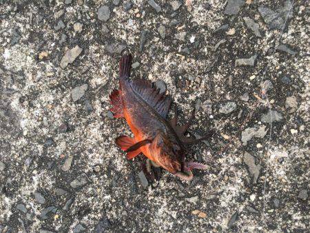 ちょい投げ釣り