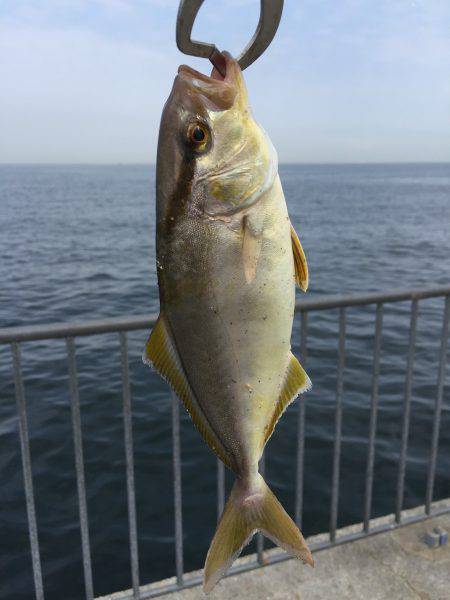 ショアジギング