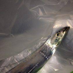 何度かの坊主を食らいようやく、が、しかし。。。