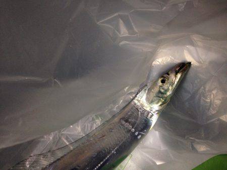 何度かの坊主を食らいようやく、が、しかし。…