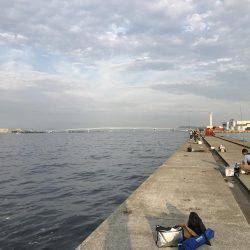 ポーアイ沖にてツバス大量！