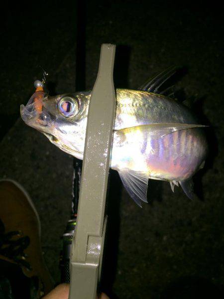 アジングやけど、。