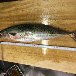 炬口漁港で42センチ大サバ