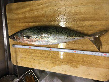 炬口漁港で42センチ大サバ