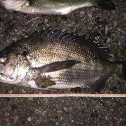 夜釣りのアジング