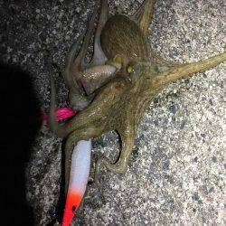 タコパラダイスでした〜♪