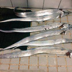 タチウオ上がってますよ〜