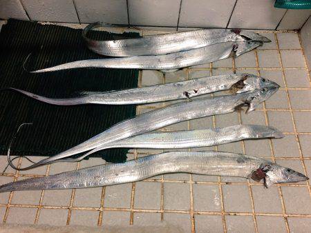 タチウオ上がってますよ〜