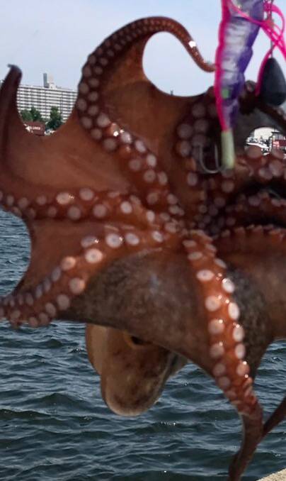 連チャンタコ野郎