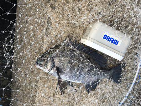 テトラでヘチ釣り