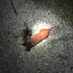 ライトエギング