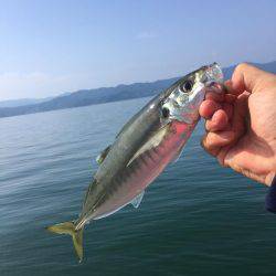 小浜でのイカダ釣り