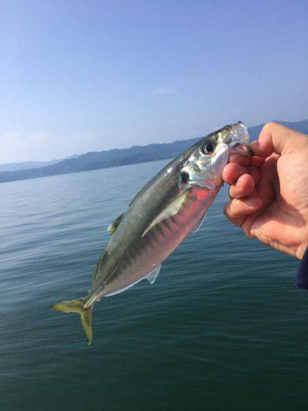 小浜でのイカダ釣り