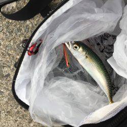 ジグサビキでポロリ連発…