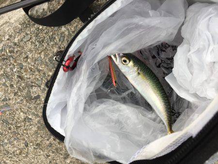 ジグサビキでポロリ連発…