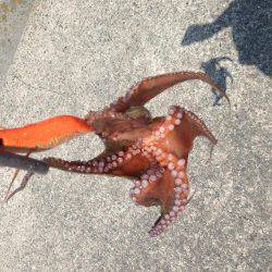 LSJ &オクトパッシング