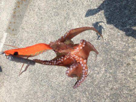 LSJ &オクトパッシング