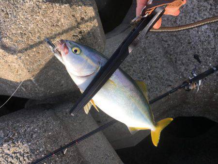 いつまでツバスいるのかな