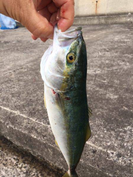 ツバス釣れましたが