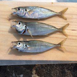 サビキでの釣果(･∀･)