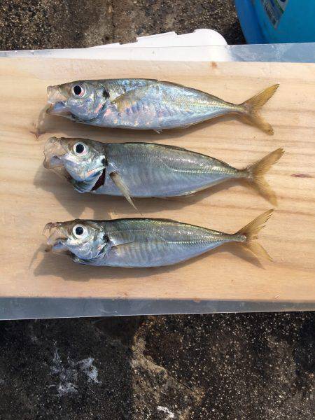 サビキでの釣果(･∀･)