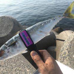 アナゴ&ガシラからのサバ