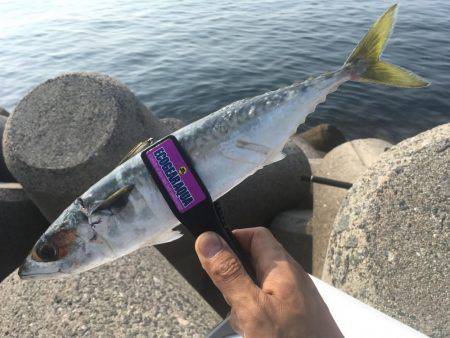 アナゴ&ガシラからのサバ