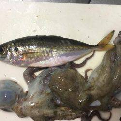 タチウオまだはやい