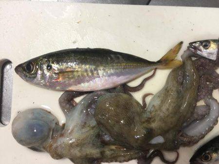 タチウオまだはやい