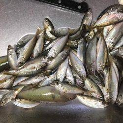 ファミリーフィッシング