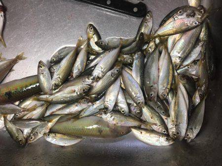 ファミリーフィッシング