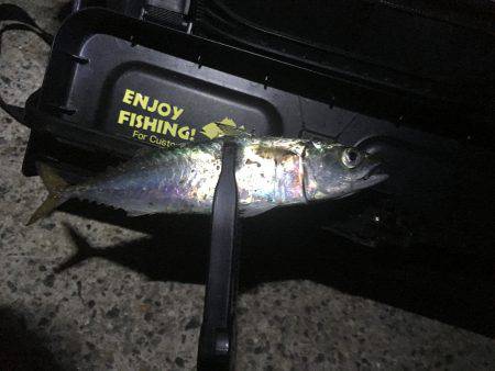 1年ぶりのお楽しみ