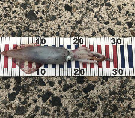 ケンサキイカ初釣果