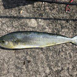 なんとかシイラ。。