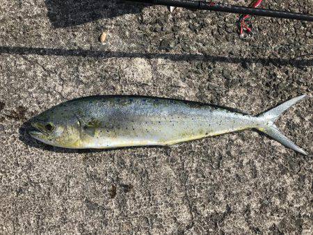 なんとかシイラ。。