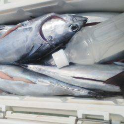 カッオ・・・・・良く引くは・・・