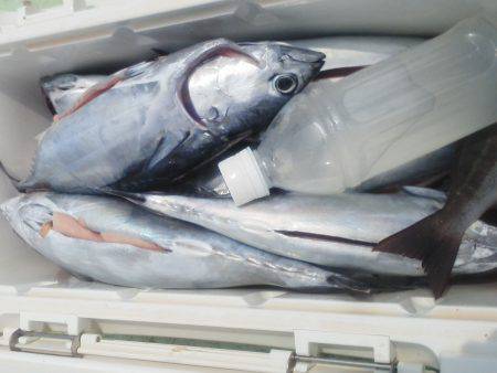 カッオ・・・・・良く引くは・・・