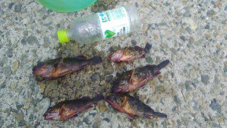 真夏の決闘～カサゴ編～