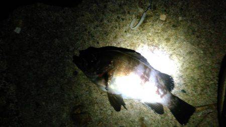 そろそろ終わりメバリング