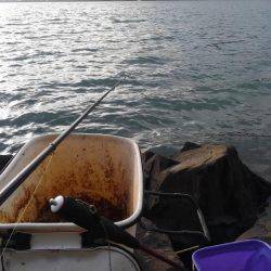 夕マズメ、チヌ釣り