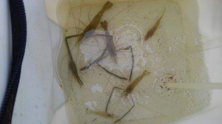 テナガエビのはずが…