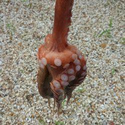 ぼくの夏休みパート2