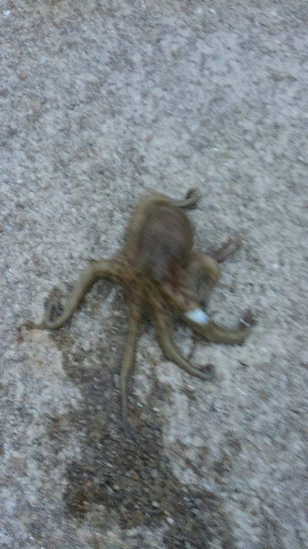 ぼくの夏休みパート5