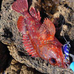 二週連続ホゲホゲ