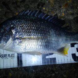 ウロコ付け釣行ww