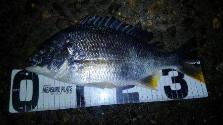 ウロコ付け釣行ww