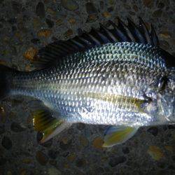 ちょいチニング