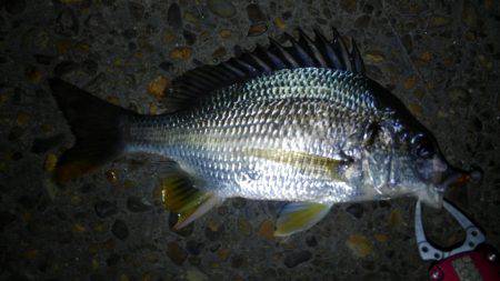 ちょいチニング