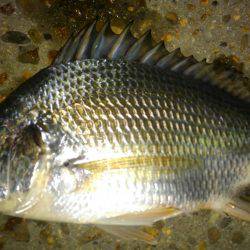 仕事帰り釣行！